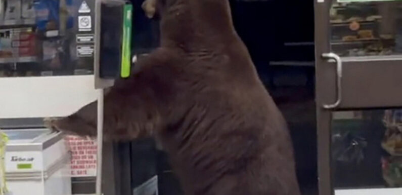 У США ведмідь пробрався до супермаркету (+Відео)