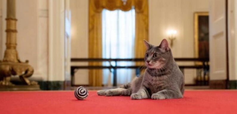 У Білому домі з’явилася кішка на прізвисько Віллоу