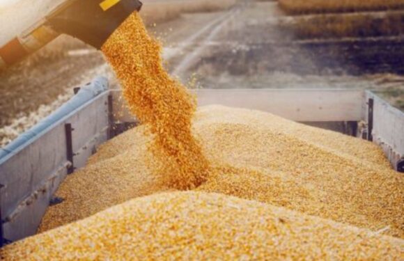 США куплять 150 000 тонн українського зерна