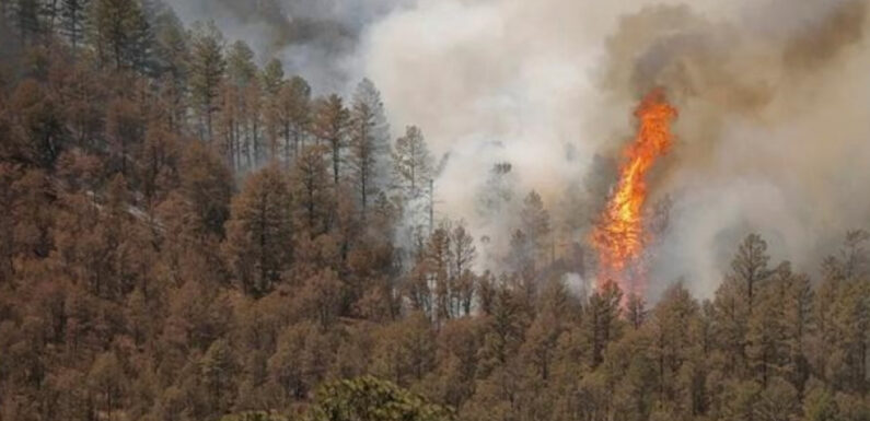 У Нью-Мексико понад 40 тисяч гектарів лісу охоплено вогнем