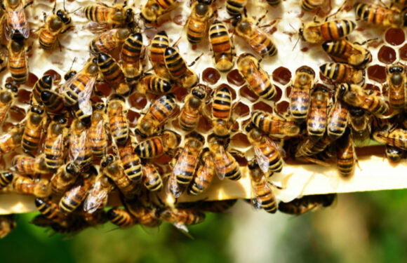 У США збираються вакцинувати медоносних бджіл