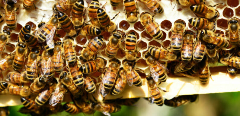 У США збираються вакцинувати медоносних бджіл