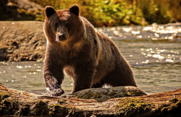 Турист у штаті Вайомінг ризикнув життям заради селфі з ведмедем