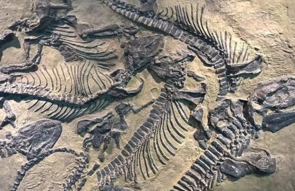 Заарештовано мешканців Юти за продаж кісток динозаврів на 1 млн доларів у Китай (+ФОТО)