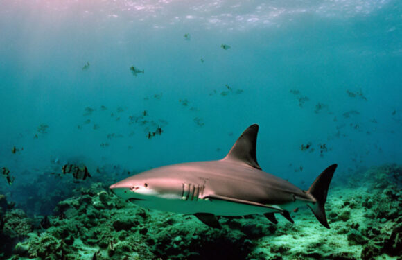 На Гаваях 39 річний чоловік загинув після зустрічі з акулою